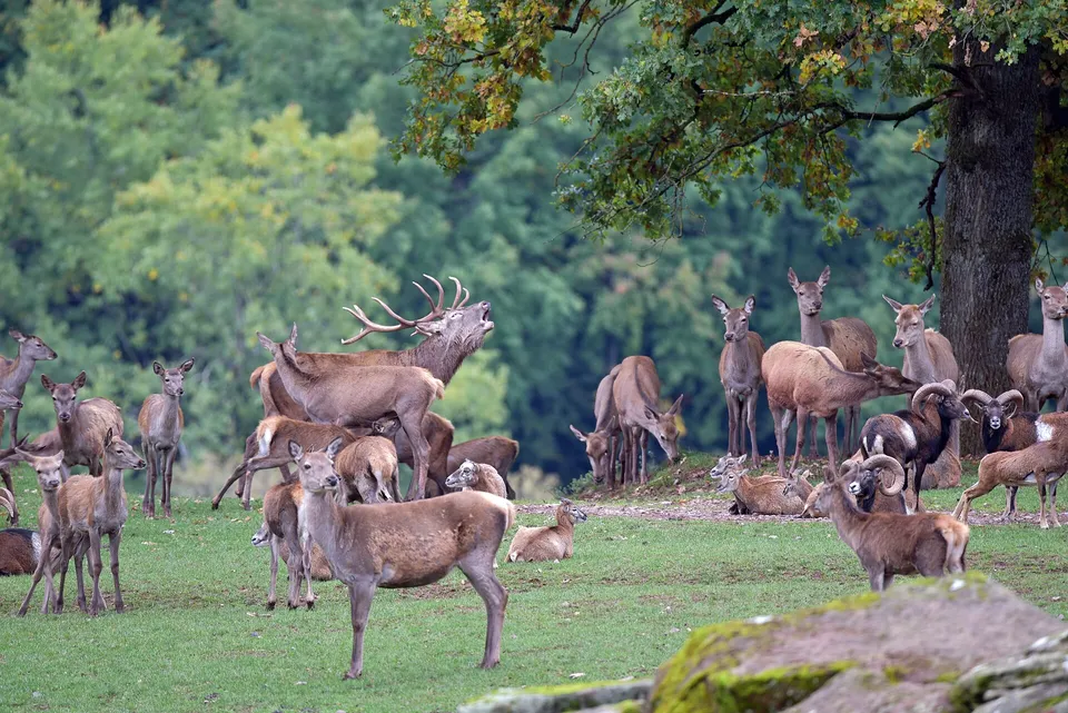 Rotwild im Wild- und Wanderpark Silz – Familienausflug in der Südpfalz